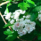 Crataegus x mordenensis 'Toba'.png